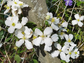 Clematis montana 'Spooneri'